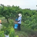 小水果撬动富民大产业 特色农业绘就乡村振兴新画卷